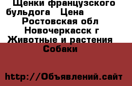 Щенки французского бульдога › Цена ­ 90 000 - Ростовская обл., Новочеркасск г. Животные и растения » Собаки   